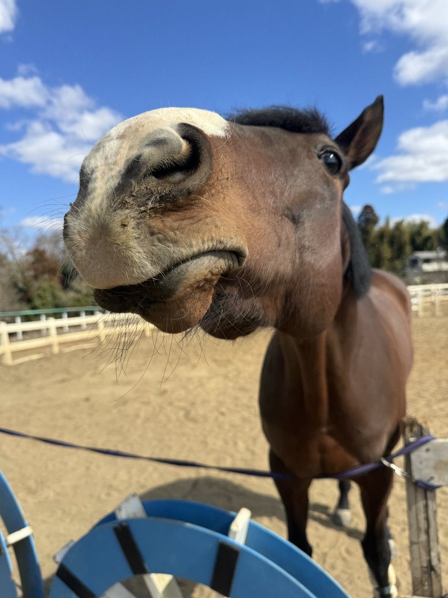 ドルチェモア🐴🧁 tweet media