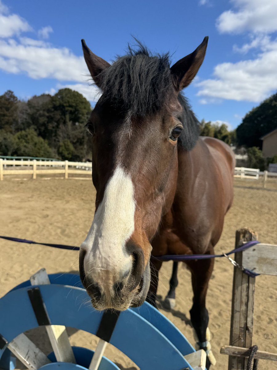 ドルチェモア🐴🧁 tweet media