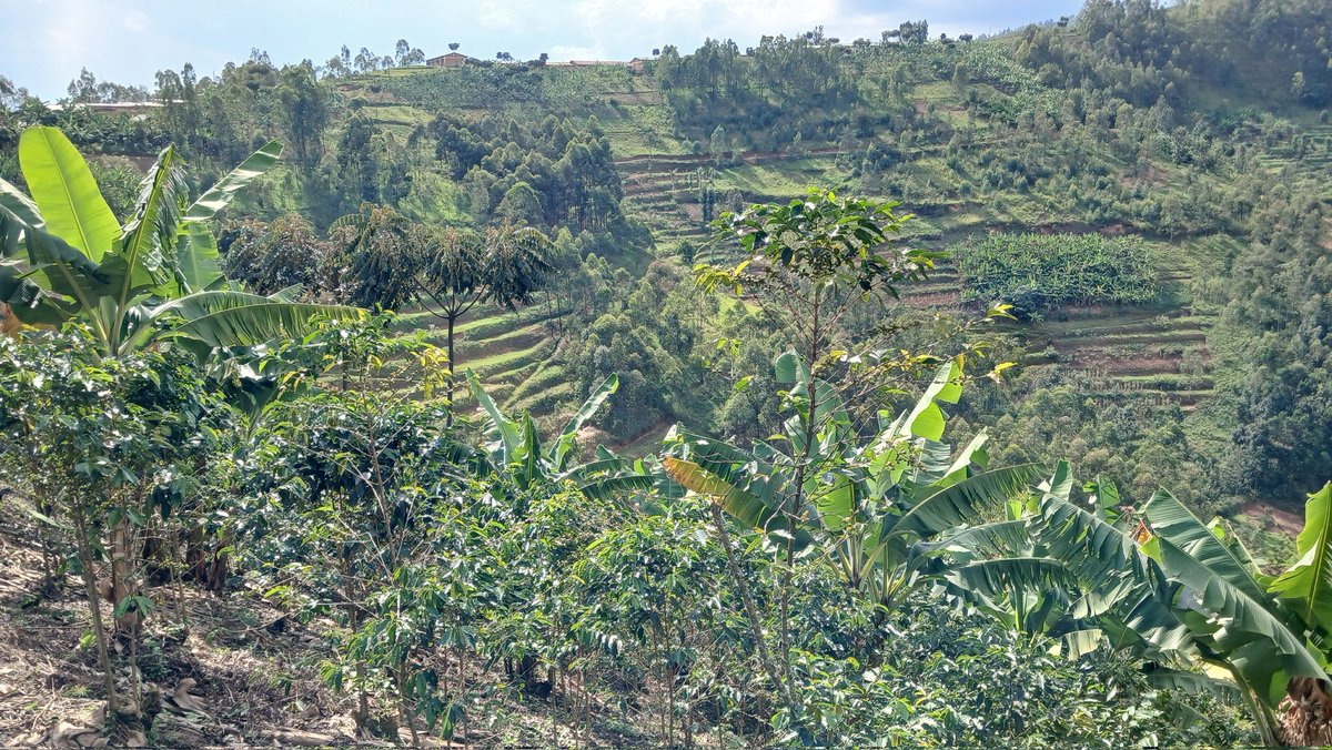 NutriProduce's tweet photo. The question this month: can regenerative practices actually move the needle on living income for smallholder farmers? We're on the ground in Rwanda and Uganda to find out. And leading the charge? Our Director of Operations, Lucy Lumumba. This is what the work looks like. #RegenerativeAgriculture #LivingIncome #FieldWork
