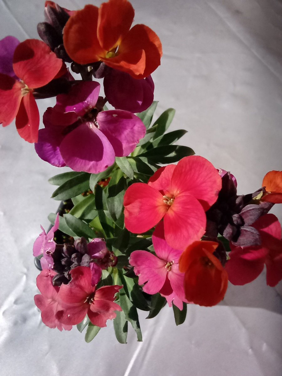 Alan Gardner 💙 tweet media