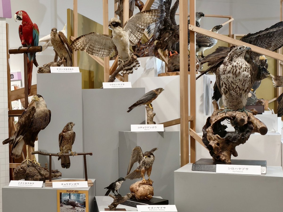 ちらいむ tweet media