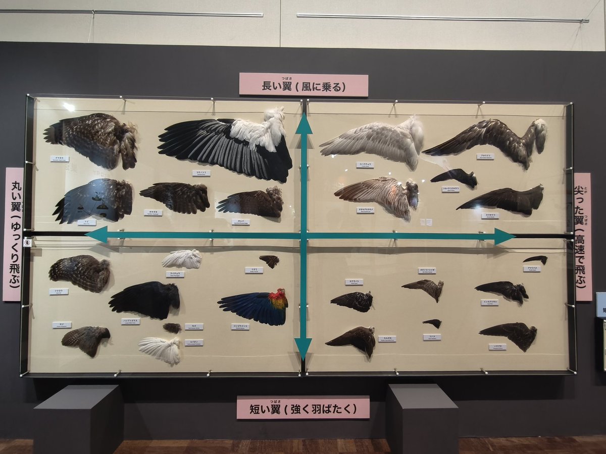 ちらいむ tweet media