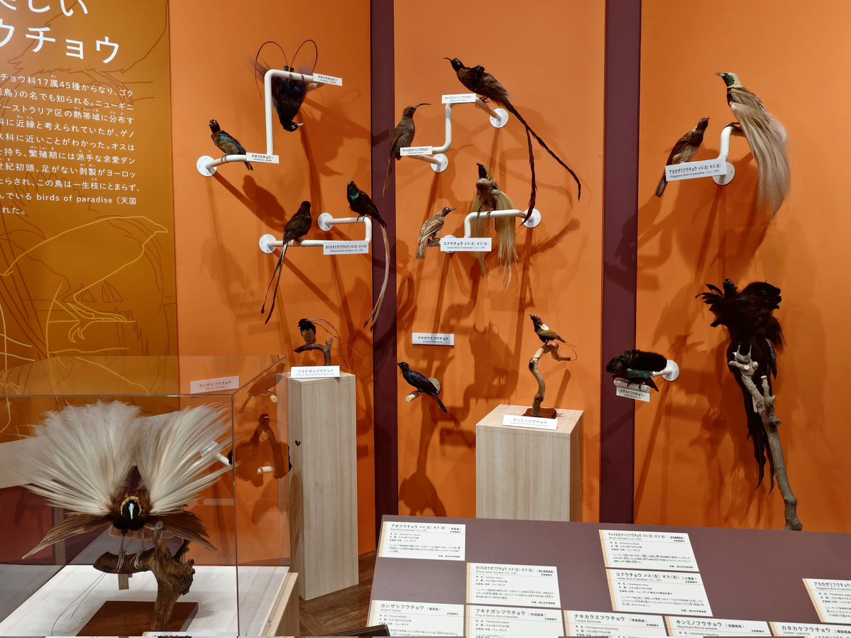 ちらいむ tweet media