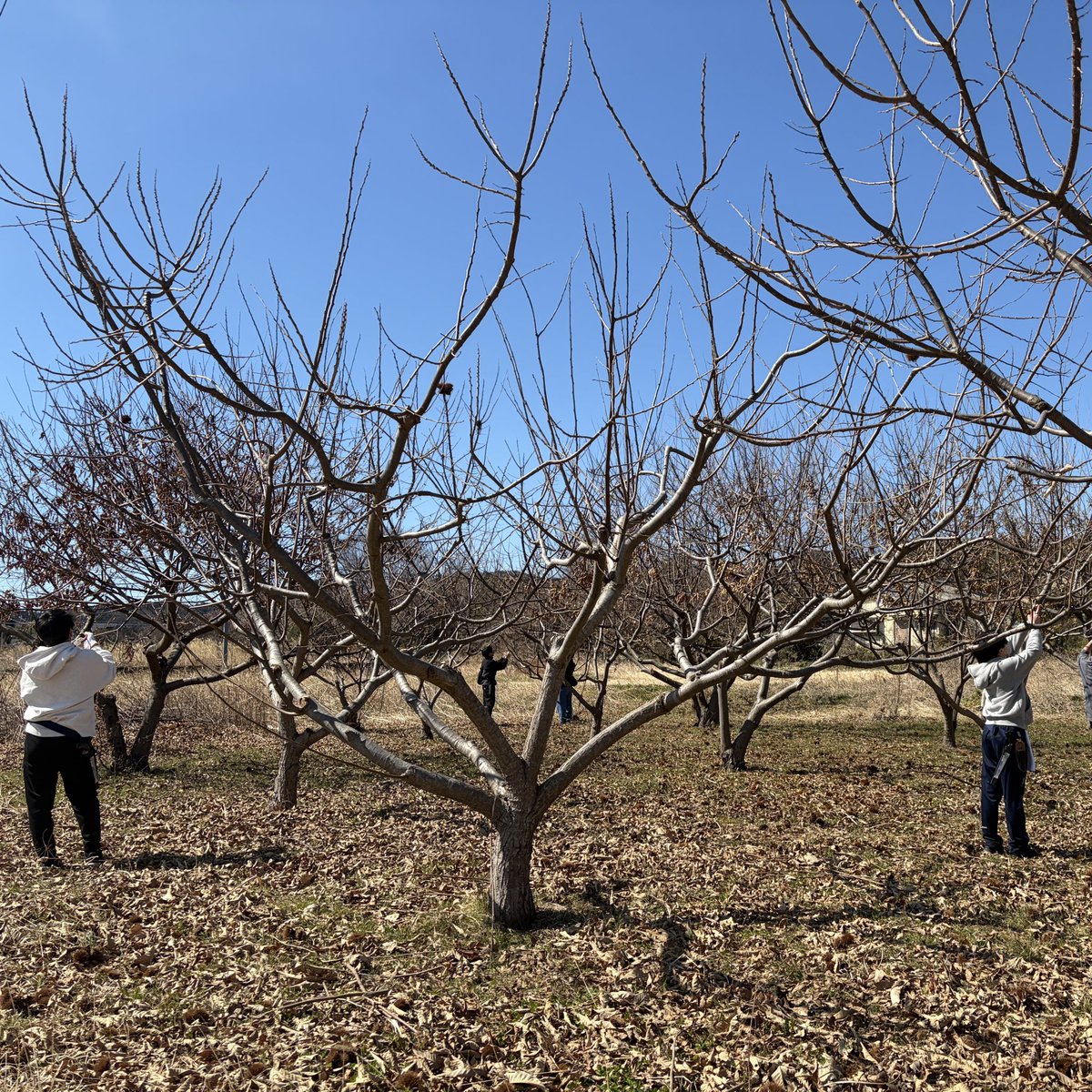 bushufarm's tweet photo. 今日は大川学園ボランティア部の方と栗の剪定でした。
好天にも恵まれ、はじめての剪定作業に物怖じしない、頼もしいメンバーと楽しく仕事をすすめることができました。
また、久方ぶりにお会いする顧問の伊藤先生と㈱クリメンさんとのお話は最近ひとり作業が続いていたので、気分転換になりました☺ https://t.co/Nh0y92xPvG