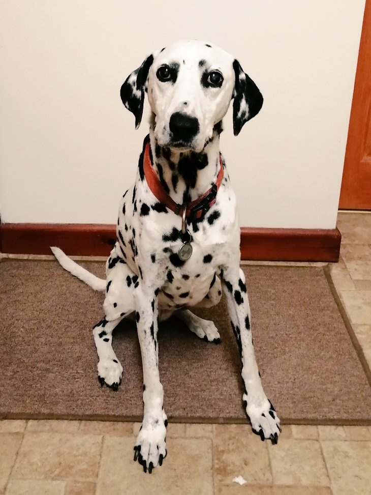 Janette, Poppy and Angel Chloe 🌈🐾 tweet media