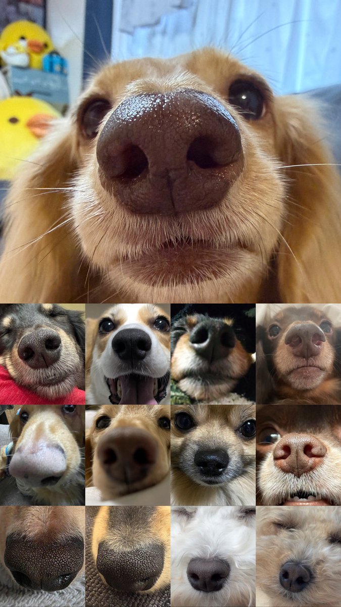 ほんわか姉妹(主) tweet media