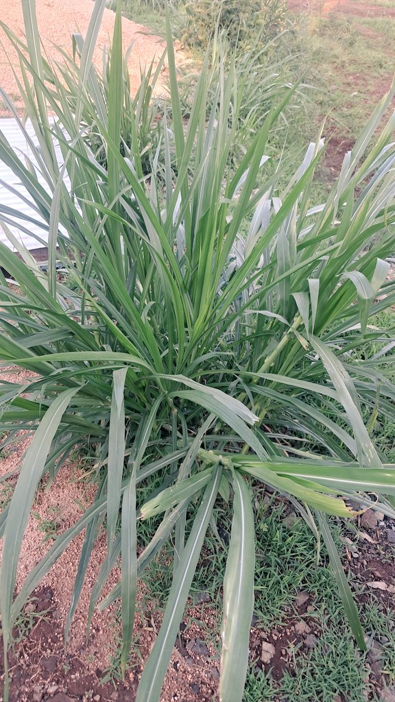 tunagrow_org's tweet photo. We are building a place where everyone can learn to grow food in harmony with nature. Our garden is coming back to life, and we want you to be part of every step.

​Keep an eye out—the best is yet to grow! https://t.co/rx0zLX5ct0