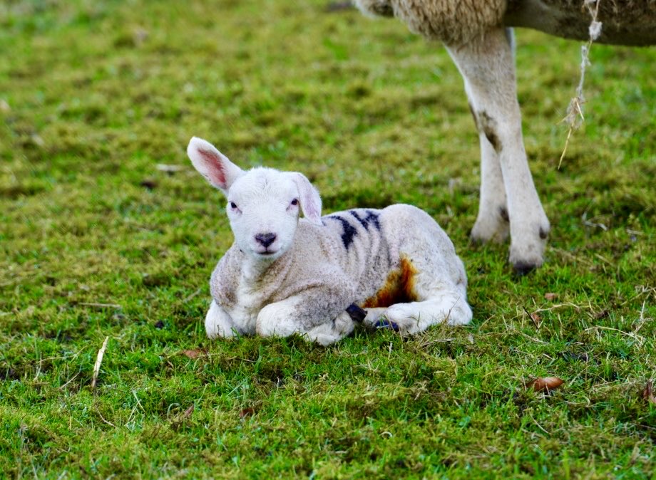 Matt Young 🇬🇧 🇯🇵 🇪🇺 tweet media