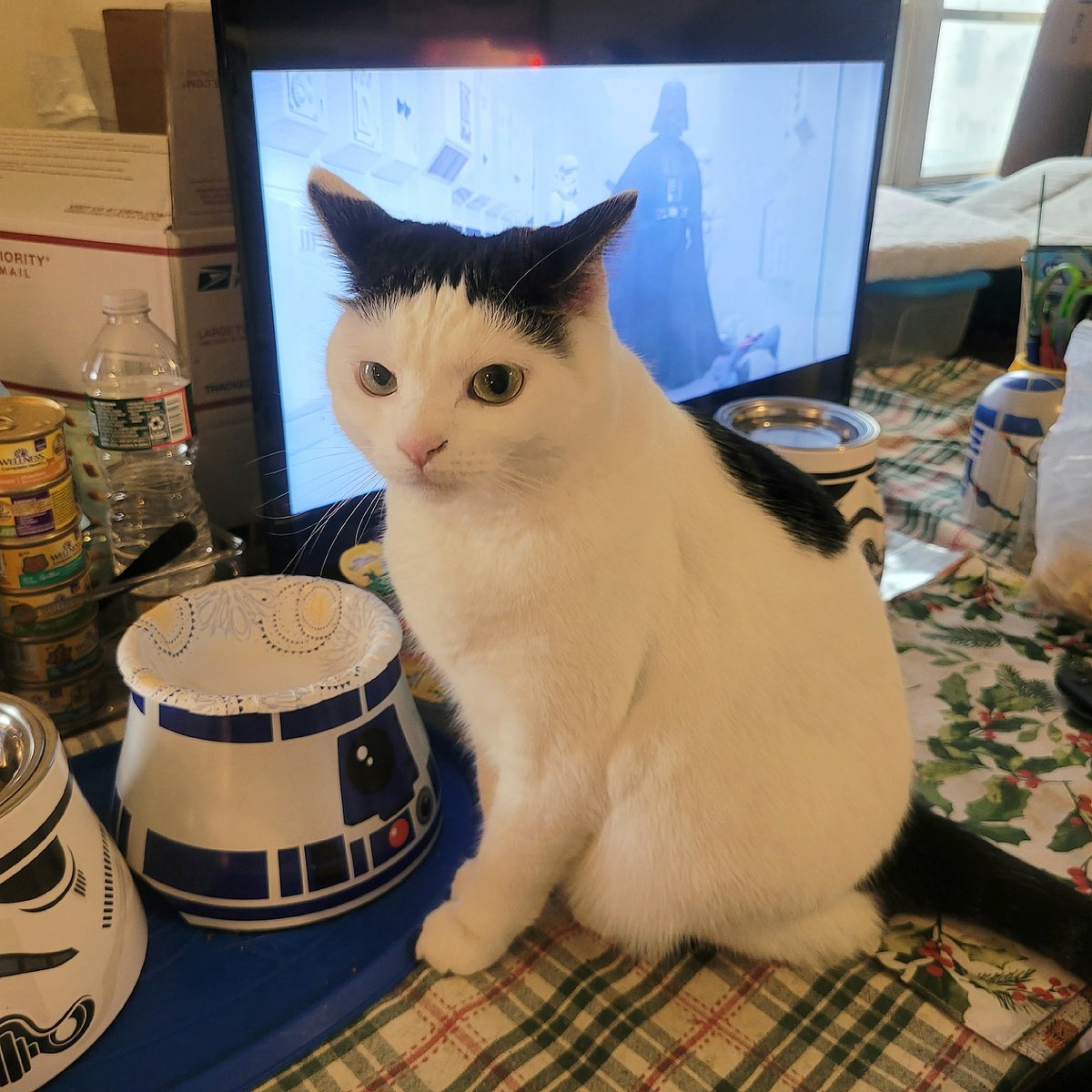 Jedi Mushroom Skywalker tweet media