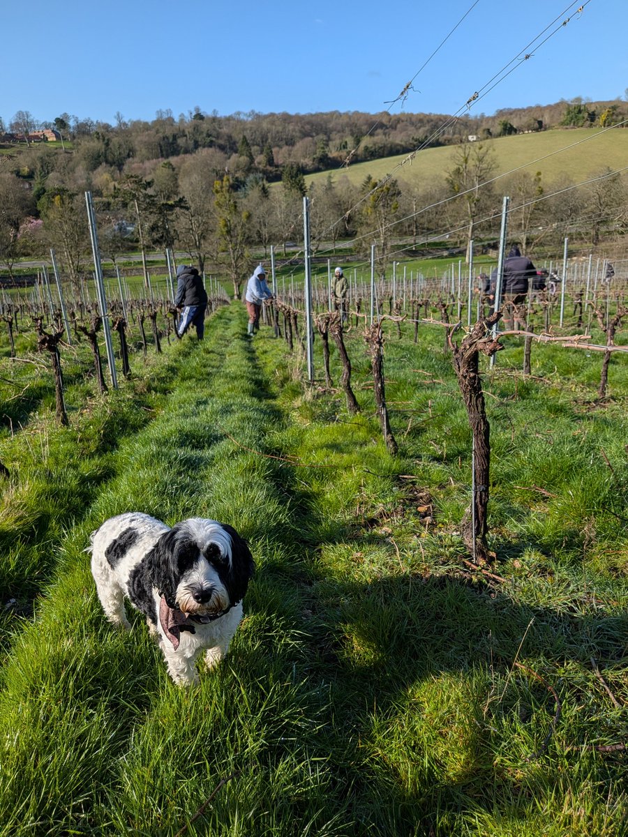 Fairmile Vineyard Henley on Thames tweet media