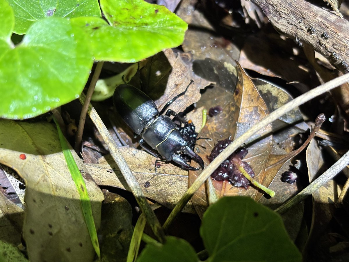 Kodai Kishino tweet media