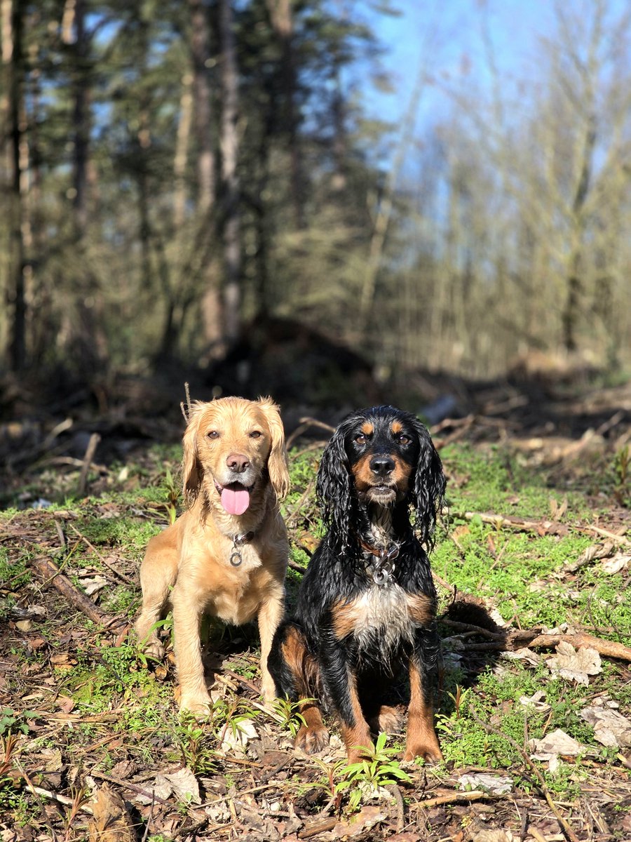 Olly and River the Working Cocker Spaniels tweet media