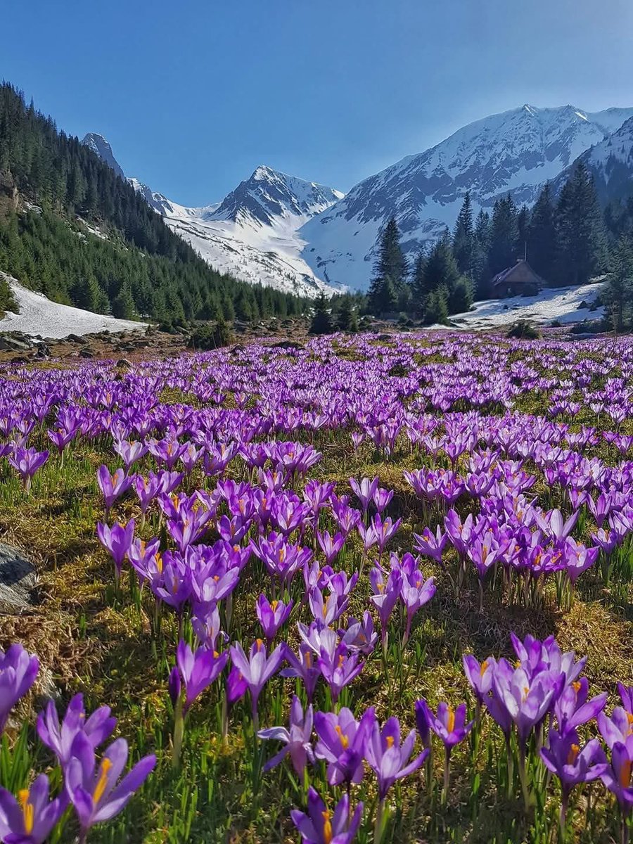 Cristina Tudor tweet media