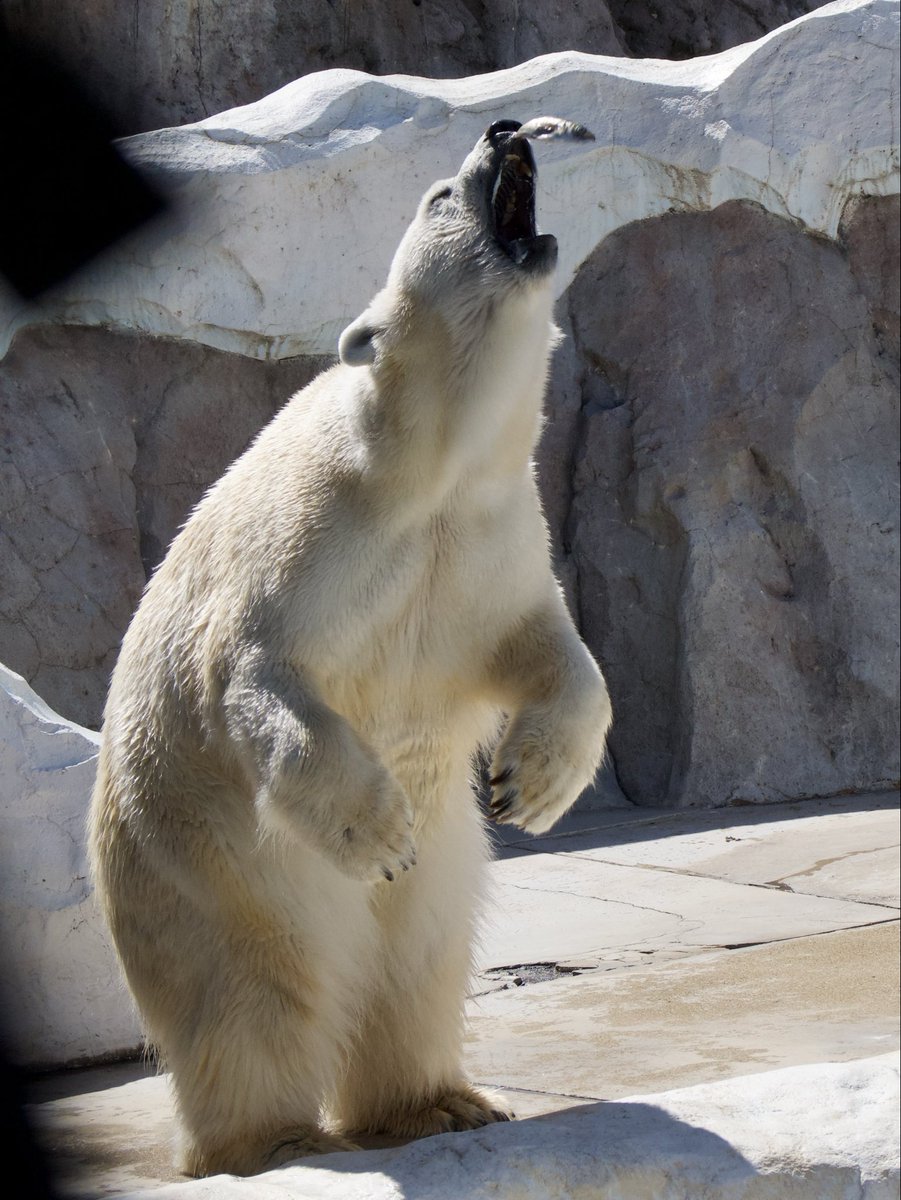 seviluci tweet media