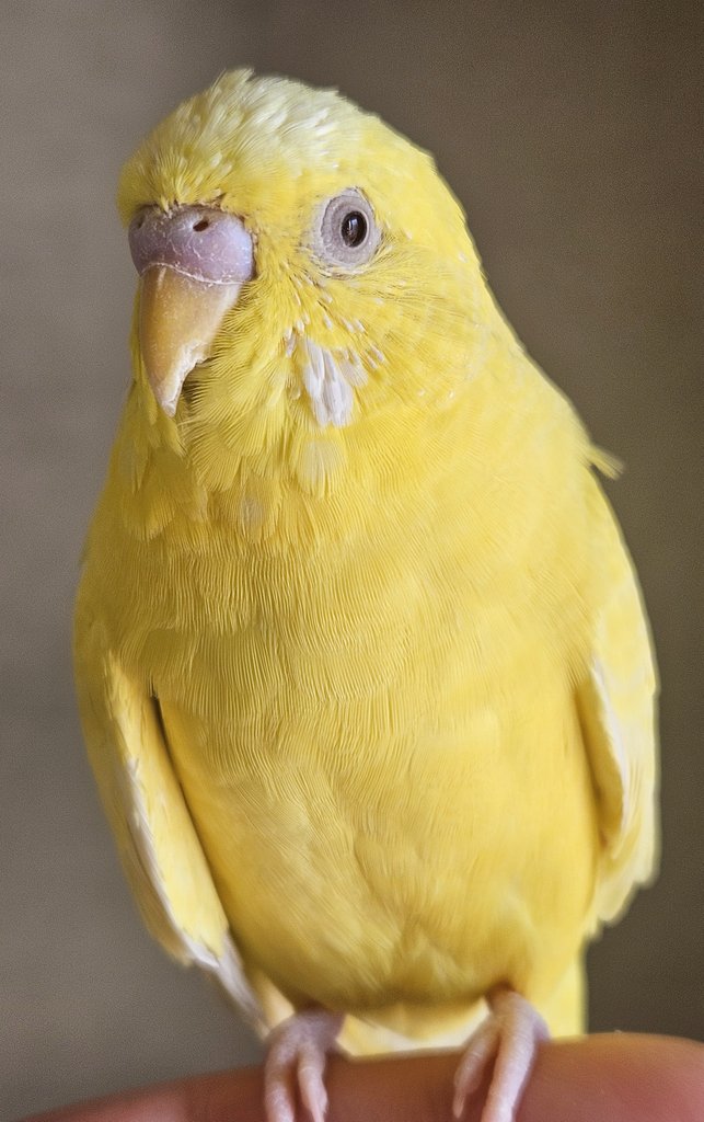 ぺーちゃん tweet media