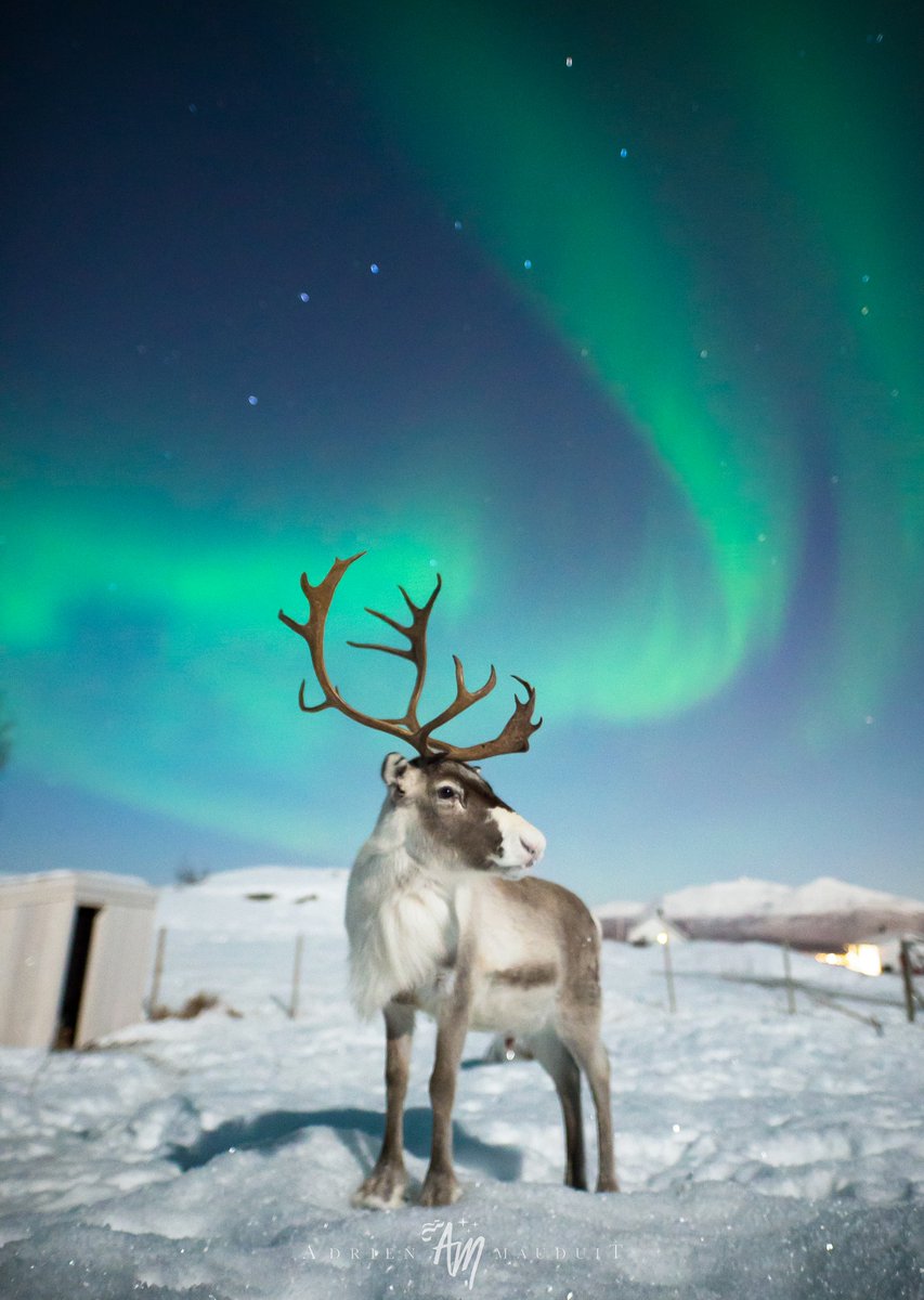 NightSkyToday's tweet photo. Rudolf under the aurora and the big dipper in Arctic Norway 🦌 https://t.co/8LgYSYajSC