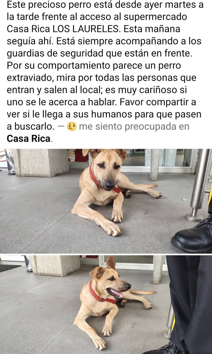 Está en Casa Rica Los Laureles. Favor compartir para que encuentre a su familia 🙏🙏 <a href="/patitaperdidas/">Patitas perdidas</a> <a href="/perdidospy/">Mascotas Perdidas Py 🇵🇾</a> <a href="/MarcoHuellasPy/">Marcando Huellas</a> <a href="/Ayudandopeludos/">Ayudando Peludos</a>