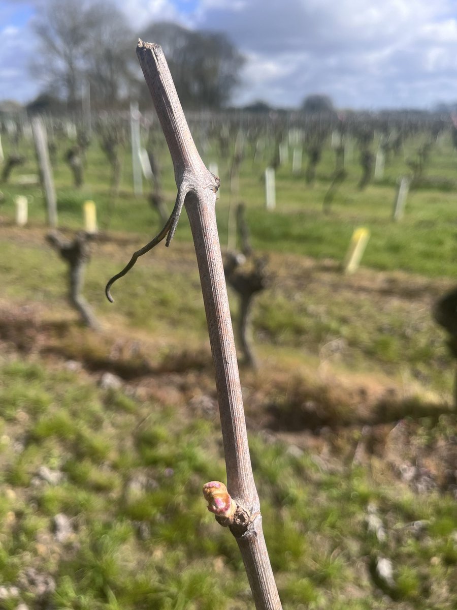 Guillaume Delanoue🍇🍷 tweet media