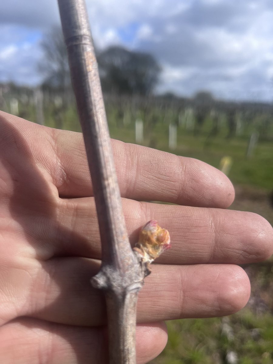 Guillaume Delanoue🍇🍷 tweet media