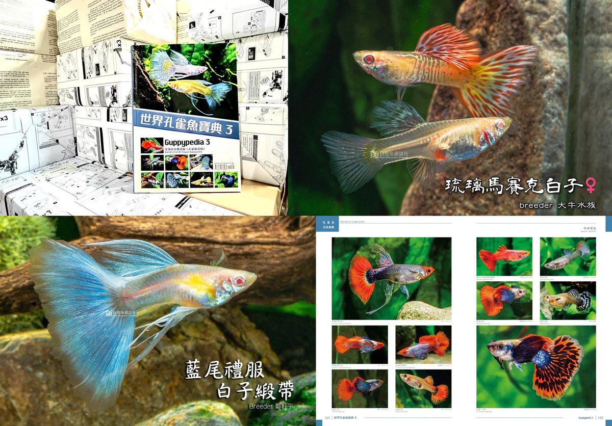 Fish in the News tweet media