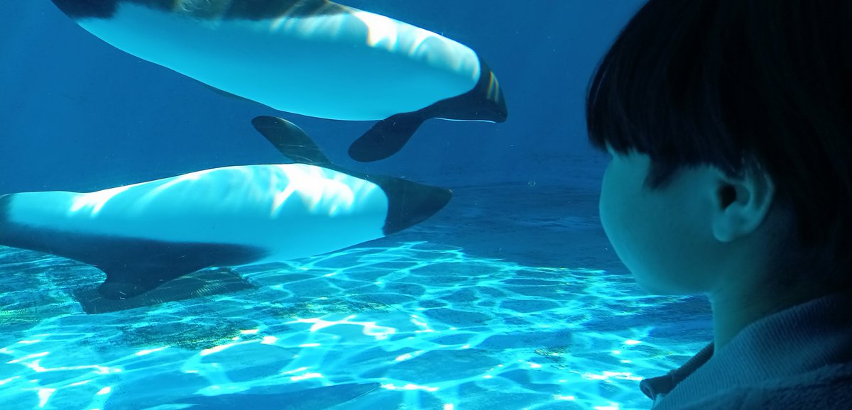 緋那-ひな- tweet media