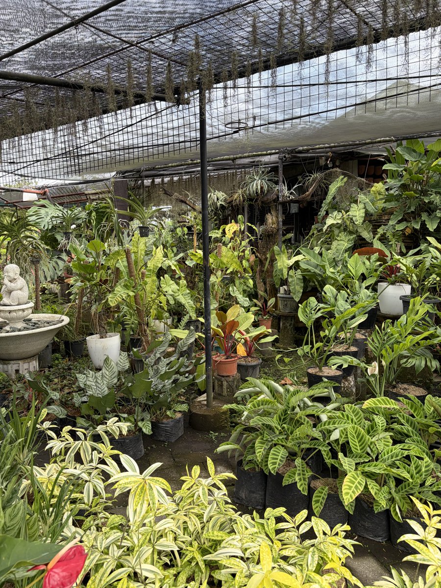 🦷🪽 tweet media