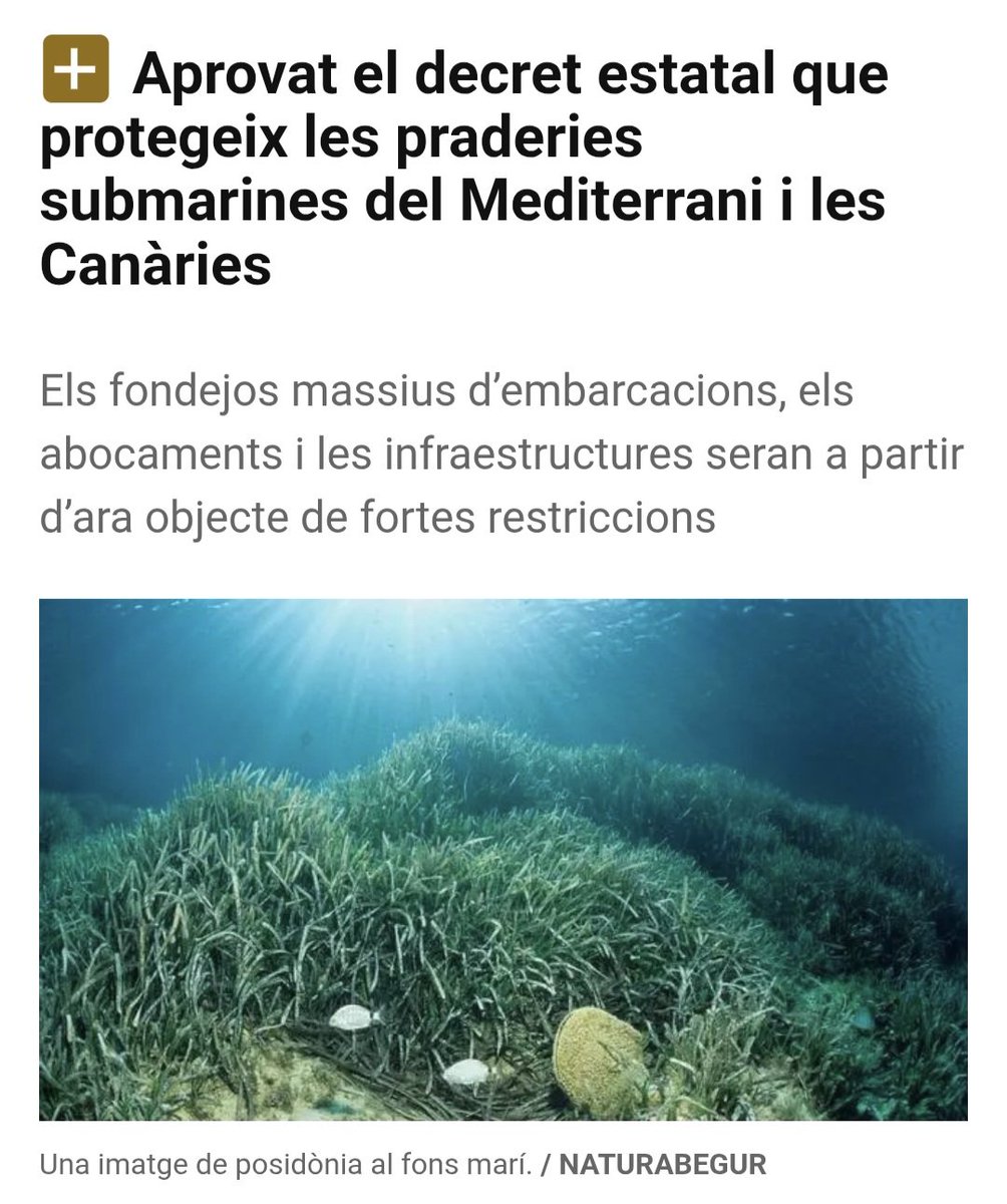 adria_compte's tweet photo. Bones notícies per a la #natura! ✅️

🌿🐦 El decret estatal aprovat per protegir les praderies submarines  i el gaig blau, una espècie emblemàtica, ja arrela a l'Empordà. Un gran pas per a la biodiversitat! #Conservació #Biodiversitat #GaigBlau #ProteccióDeLesEspècies https://t.co/GA4g5y60Lt