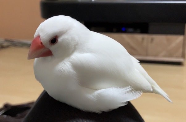 千万太 tweet media