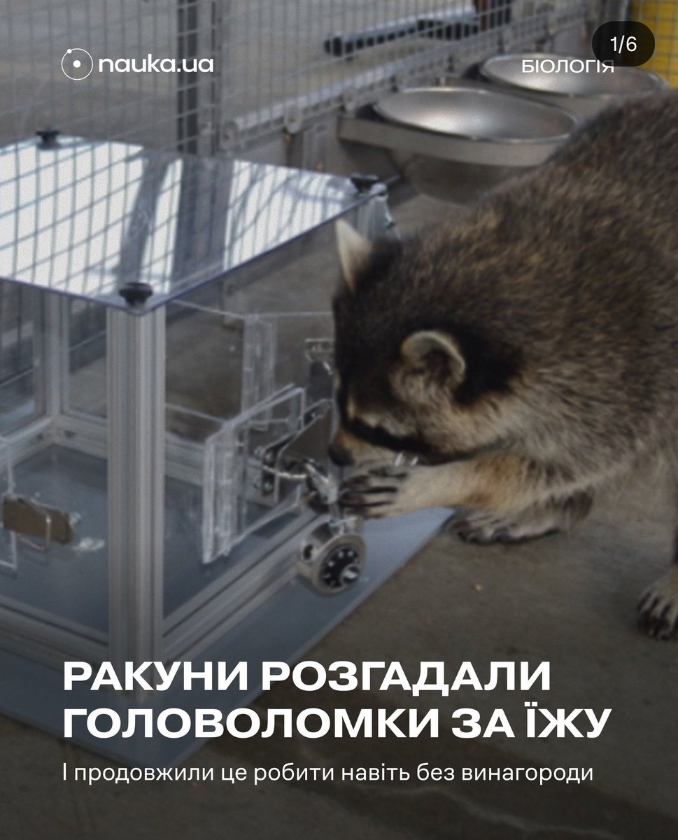всі ми трошки ракуни