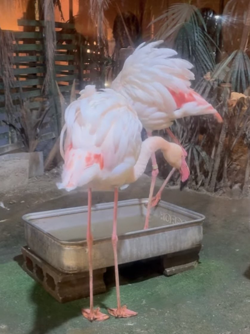 茨城と言ったらレストランメヒコ、店内にはフラミンゴがいるよ🦩
名物の伝説のカニピラフはもちろん、何を食べても美味しいの🦀

#シーフードレストランメヒコ 
#伝説のカニピラフ