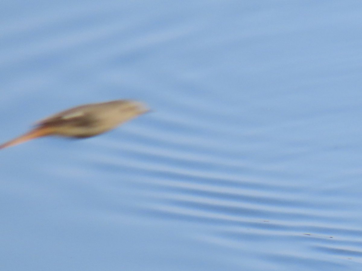 鳶田ハジメ 4/15「鳥びより」2巻発売🦆 tweet media