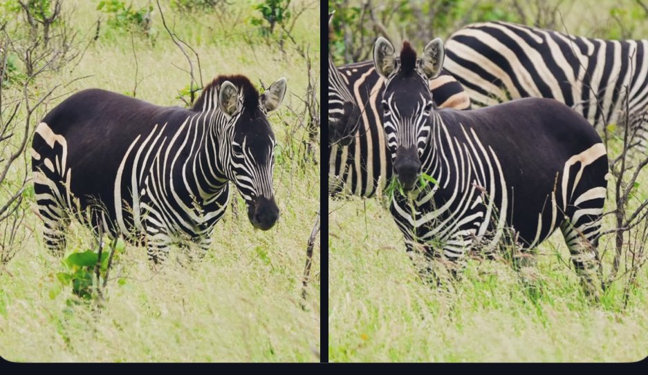AfricanHub_'s tweet photo. A zebra is going viral for its lack of stripes in Kruger National Park, South Africa 🇿🇦 https://t.co/4gDkZWTO38