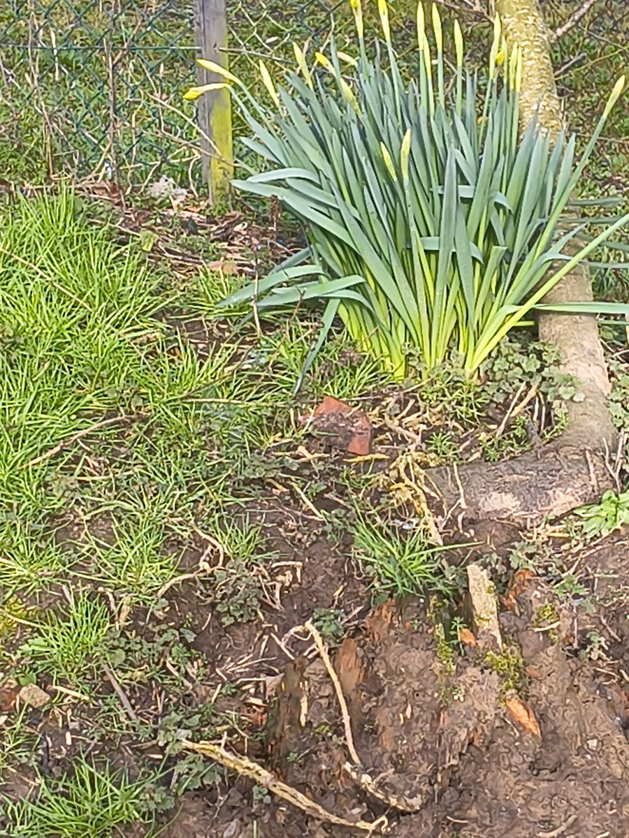 Hazel from Entrelac Yarns🇯🇪 tweet media