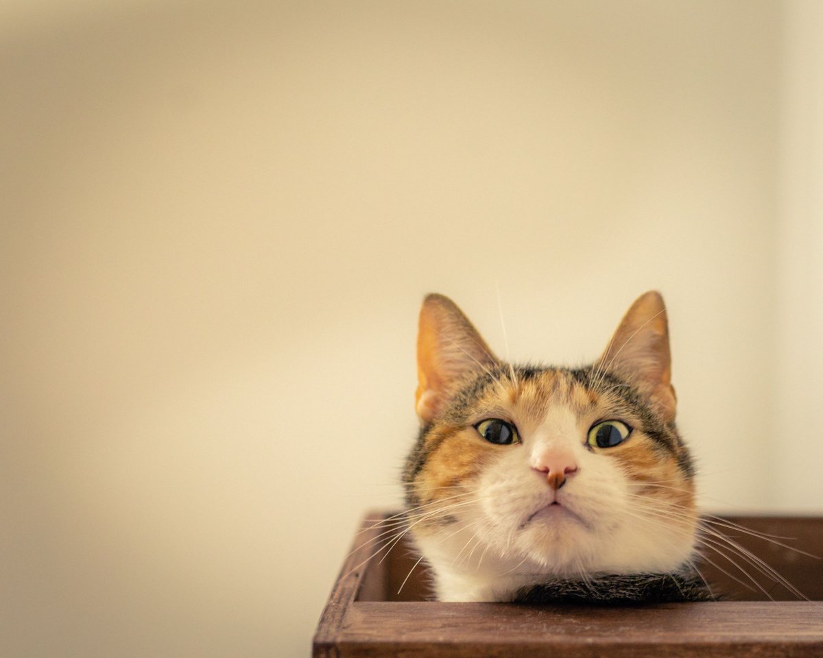 Cornell Feline Health Center tweet media