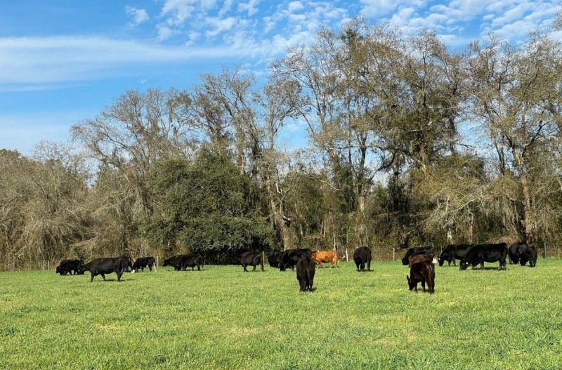 UF/IFAS Panhandle Ag tweet media