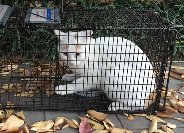 레이맨 / rayman tweet media