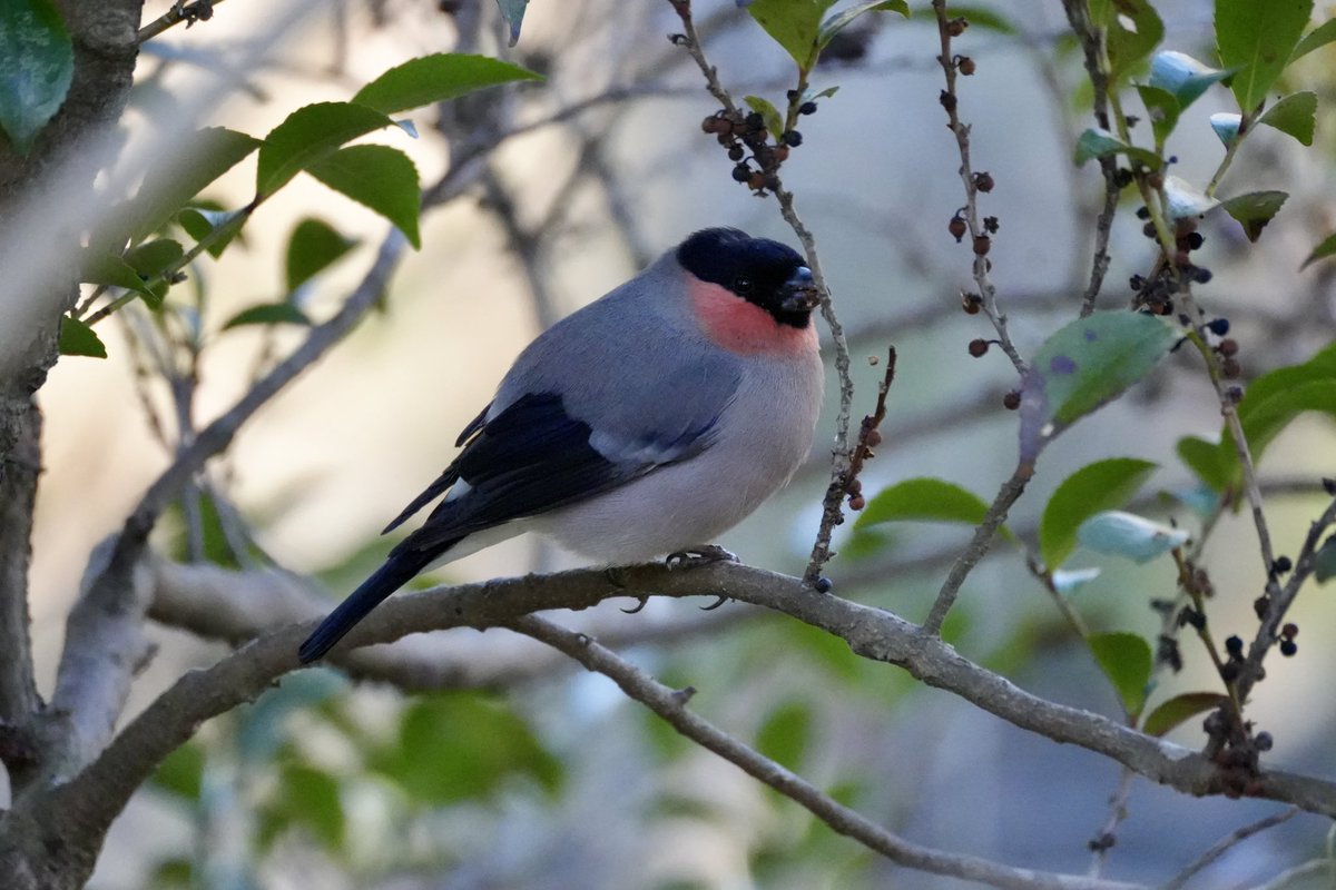 もしゃもしゃ…
#ウソ　#野鳥　#野鳥撮影