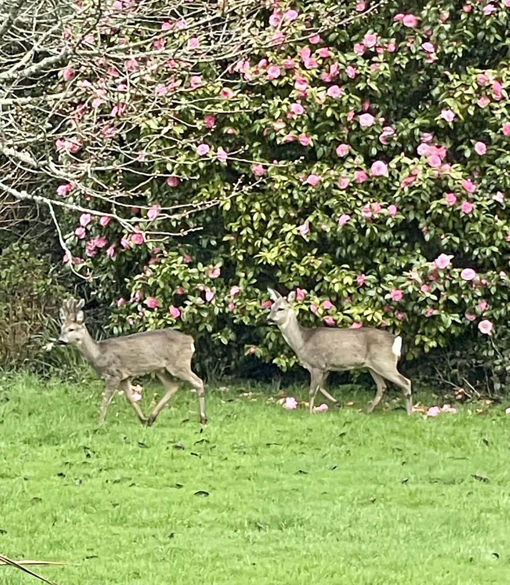 Sara's Cottage tweet media