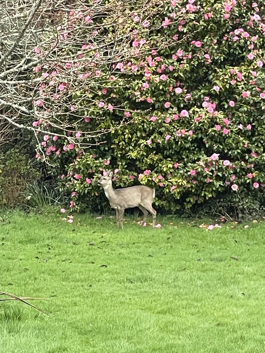 Sara's Cottage tweet media