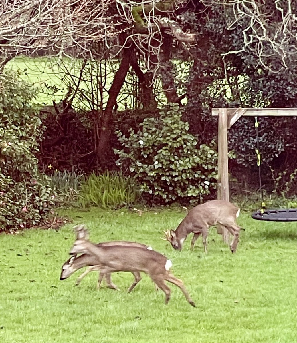 Sara's Cottage tweet media