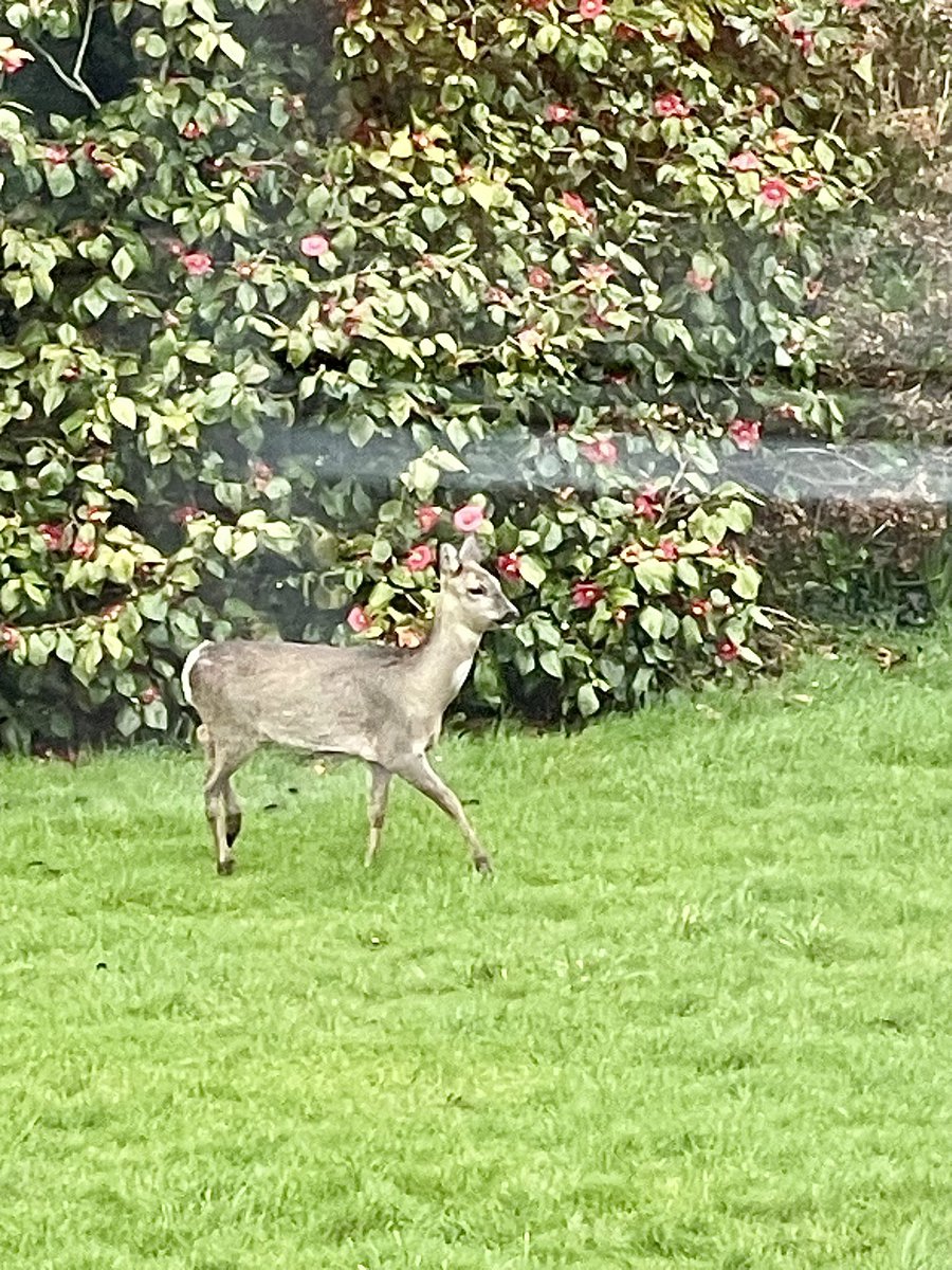 Sara's Cottage tweet media