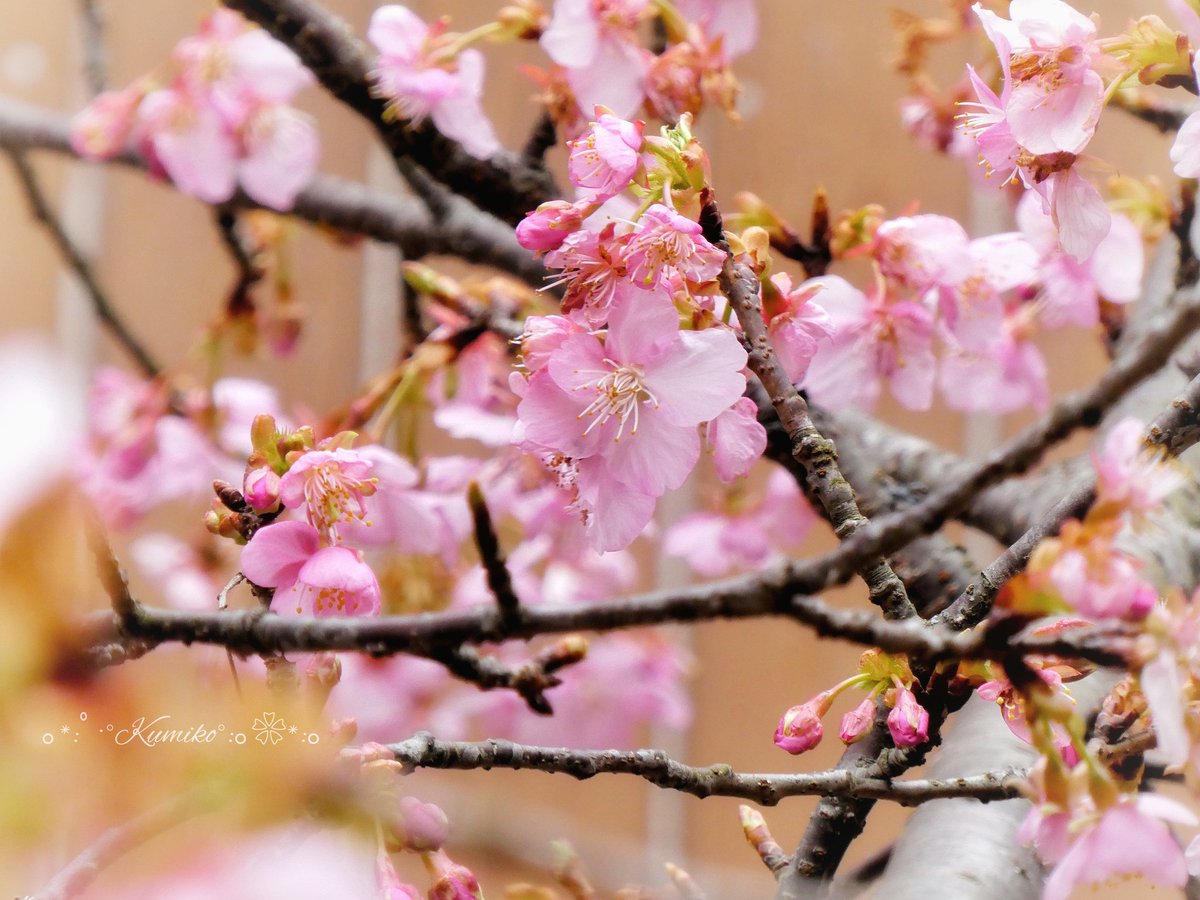 ブルーポピー✿ブルースター tweet media