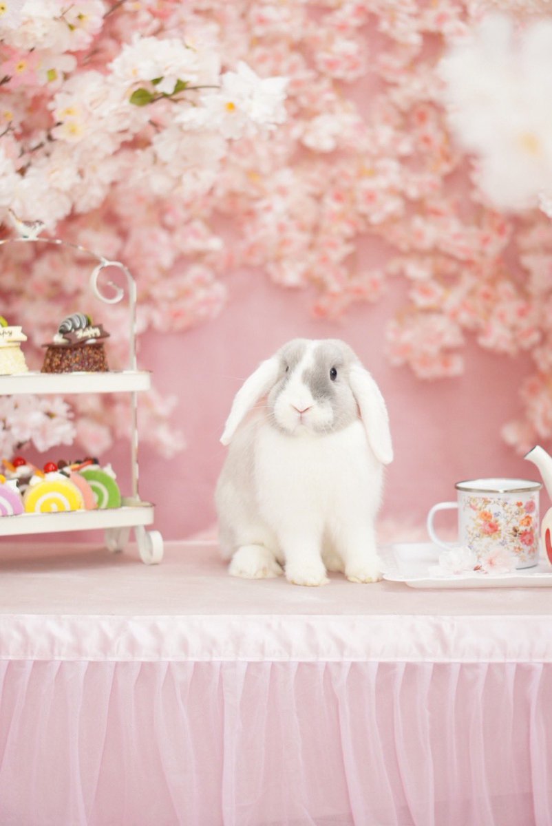 クッキー姉 tweet media