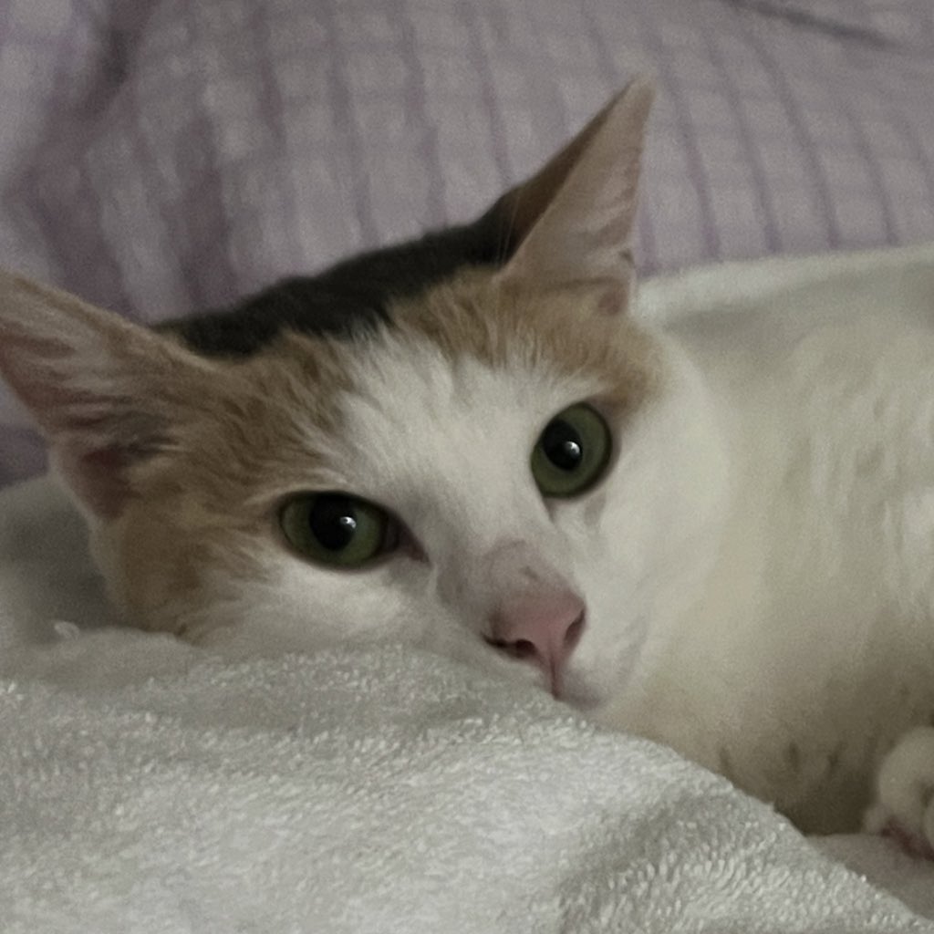 프리라떼주인 tweet media