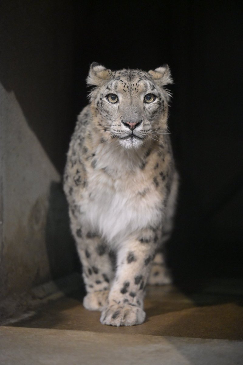 📷️2026/03/14
#ジーマ 
#ユキヒョウ 
#いしかわ動物園