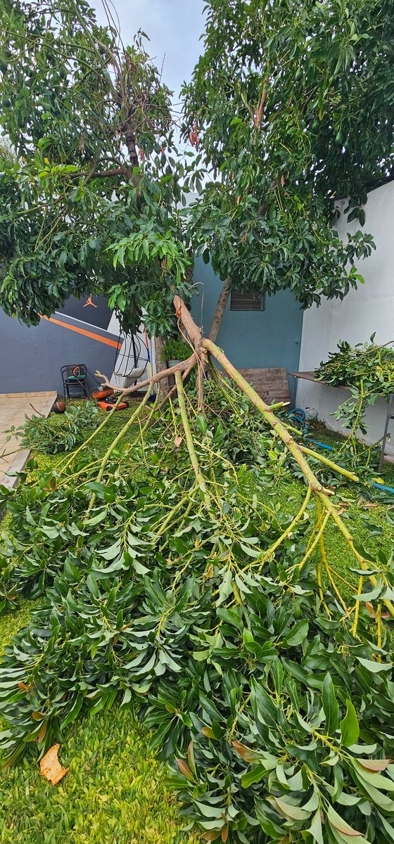 Sebastian Espindola tweet media