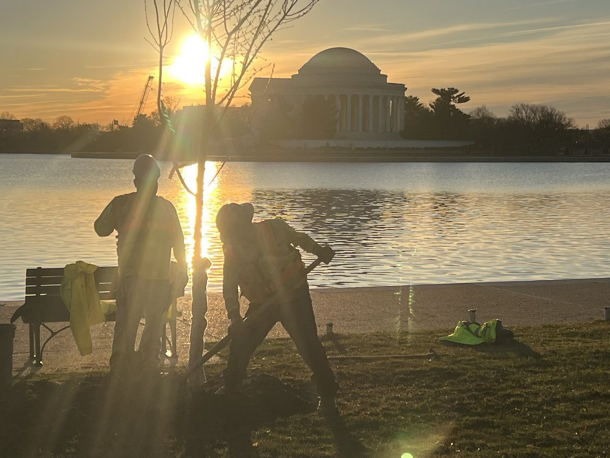 #CherryTrees being planted on Saturday at the Tidal Basin in DC! <a href="/capitalweather/">Capital Weather Gang</a> <a href="/StormHour/">#StormHour</a>