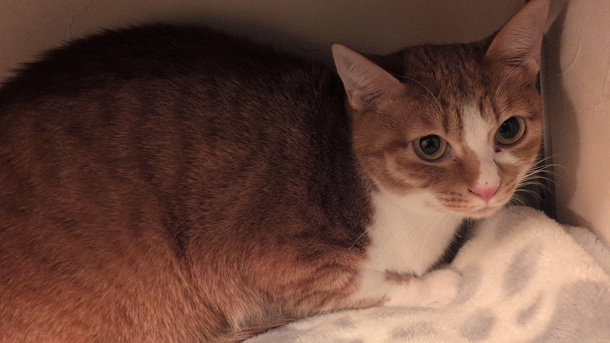 ぷーさん🐝ゆるふわ🍯リアルりらっくま♨️ tweet media