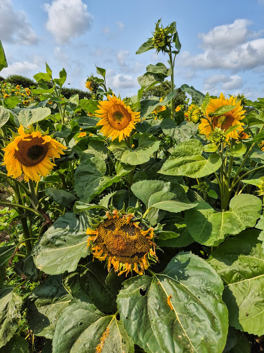 ʚEllexMayɞ 🍓🌱🐝 tweet media