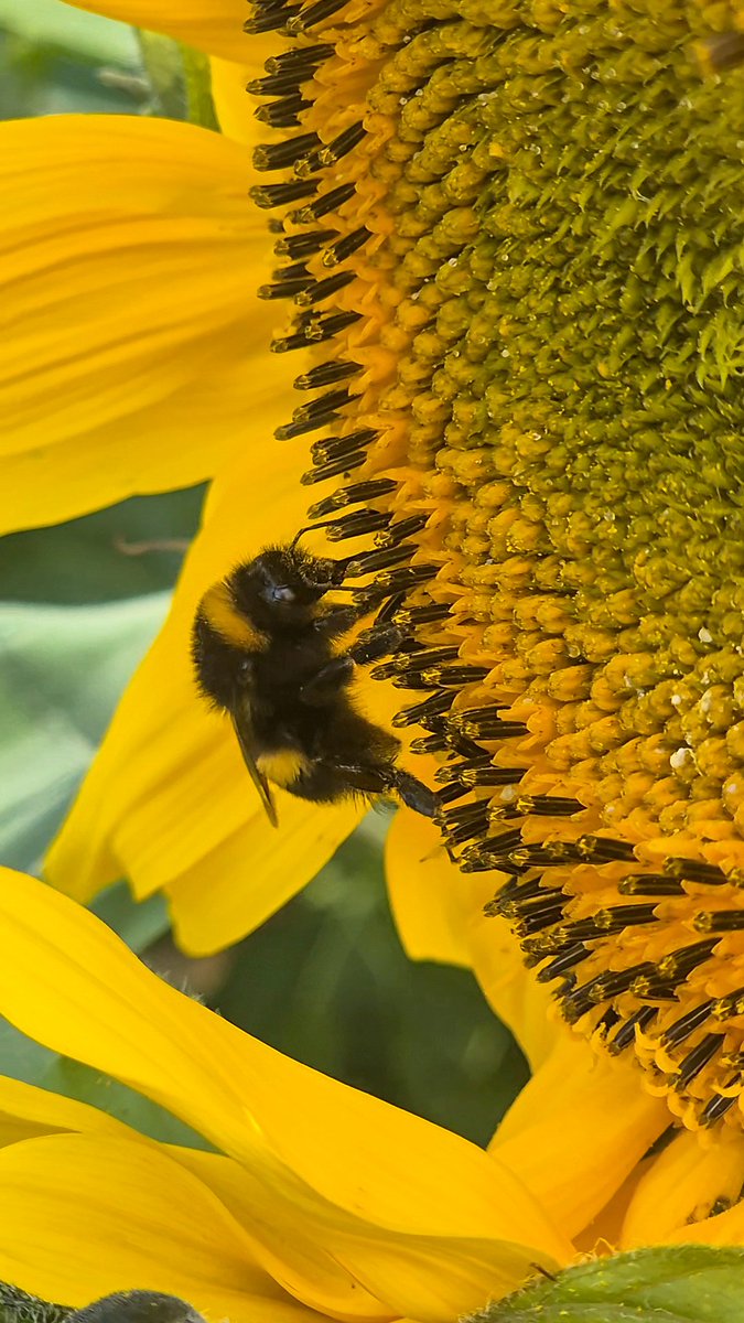 ʚEllexMayɞ 🍓🌱🐝 tweet media